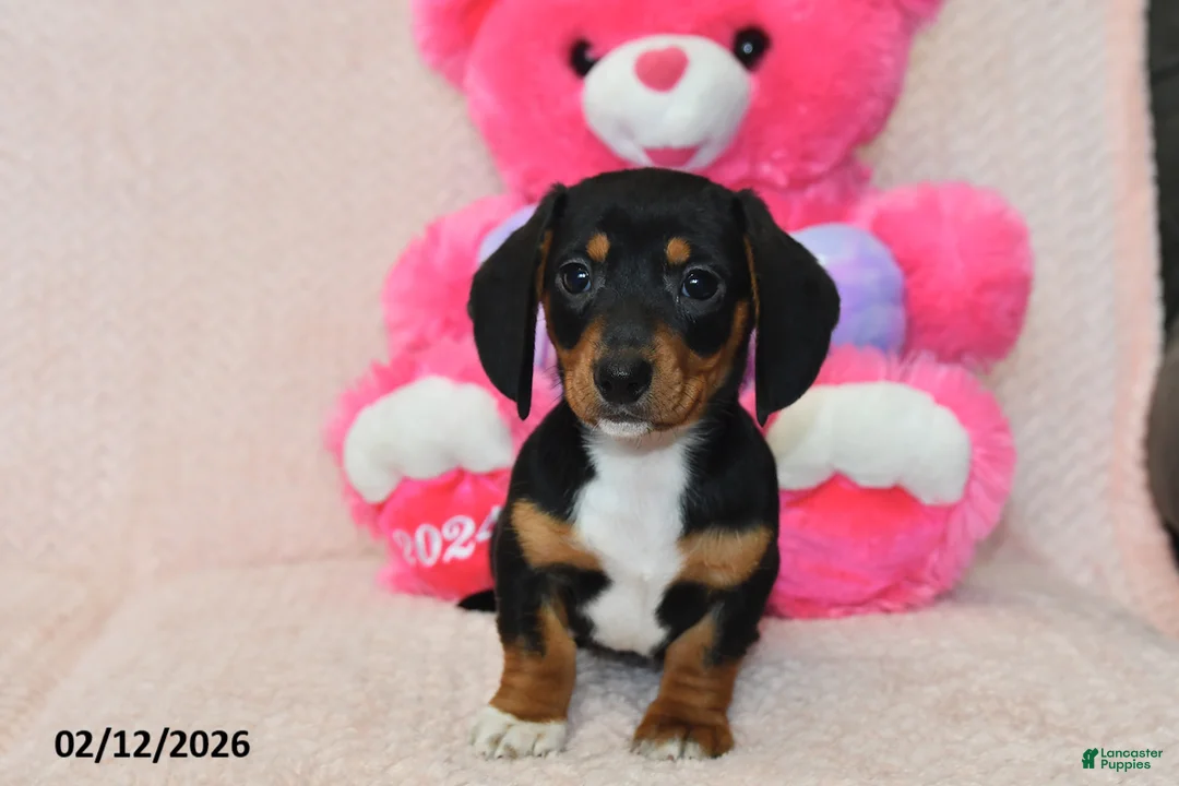 Miniature Dachshund dogs for sale: Malcolm - Ad 5