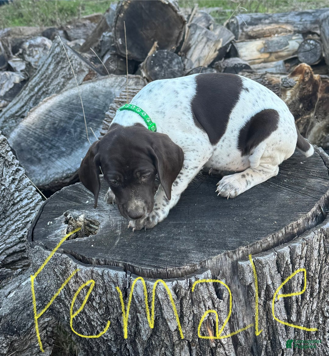 German Shorthaired Pointer dogs for sale: German Shorthaired Pointer Puppy 11 - Ad 1
