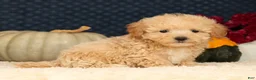 Havapoo dogs for sale: Rex - Ad 2