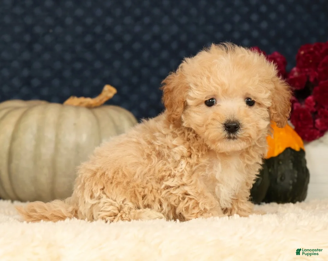 Havapoo dogs for sale: Rex - Ad 2