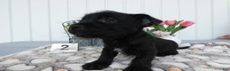 Chorkie dogs for sale: Chorkie 1 Carmelo - Ad 5