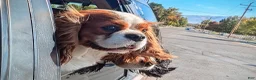 Cavalier King Charles Spaniel dogs for stud: Prince Philip Mountbarking Windsor  - Ad 4