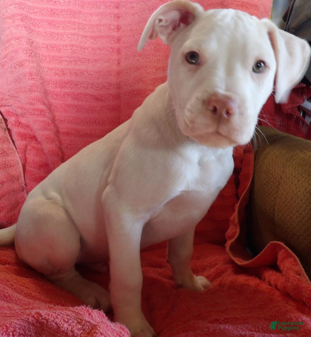 Gallery Image {{count}}