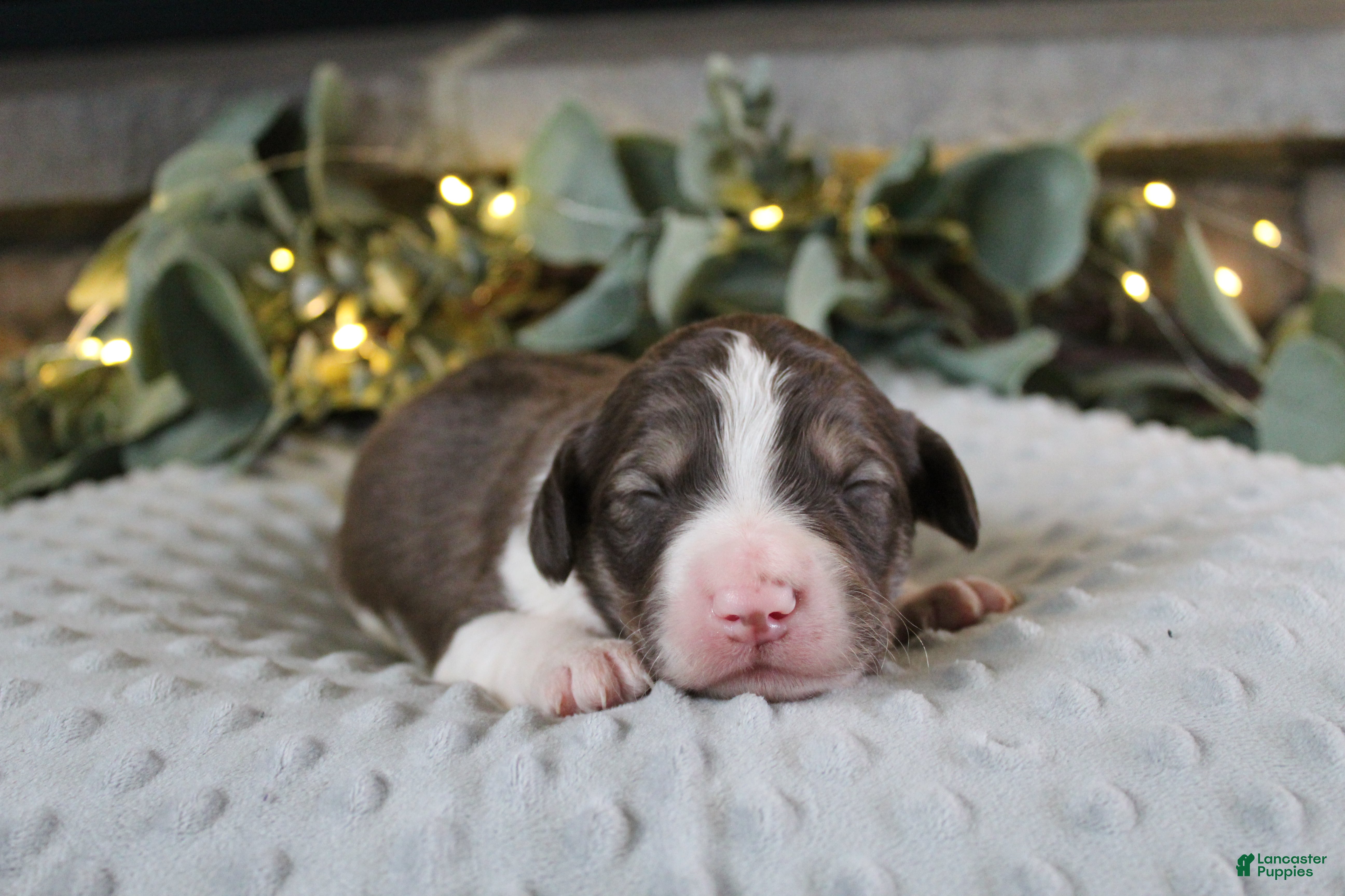 Bordoodle dogs Orion - Ad 27