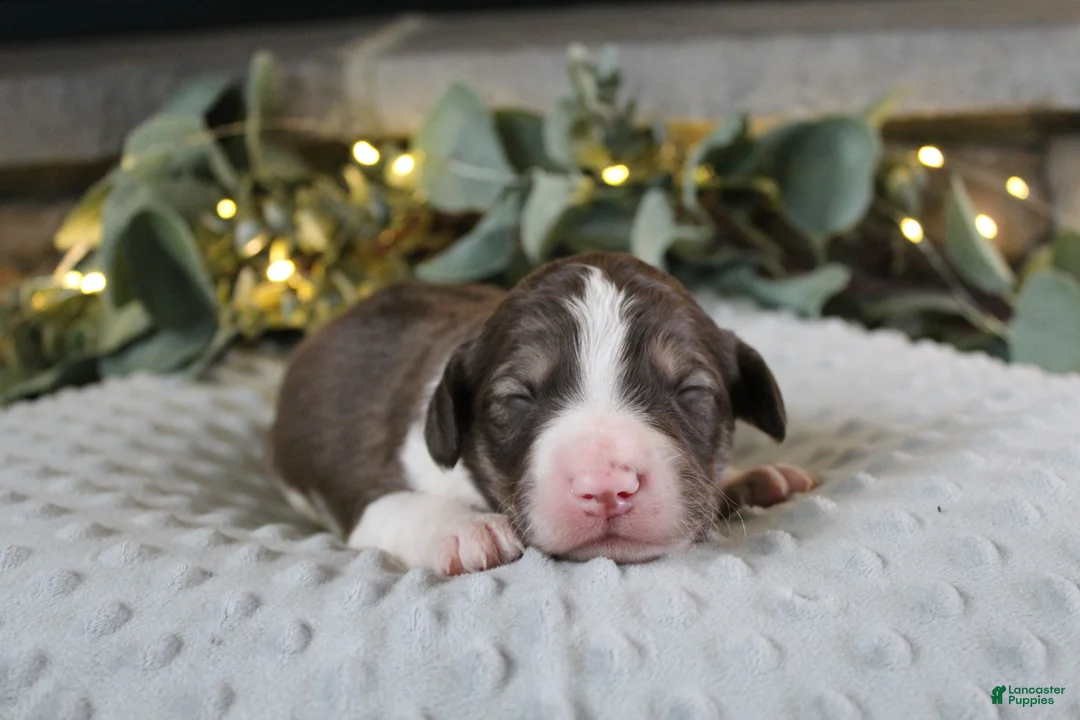 Bordoodle dogs for sale: Orion - Ad 1