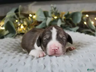 Bordoodle dogs Orion - Ad 27