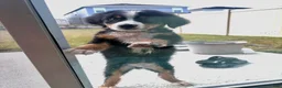 Bernese Mountain Dog dogs for sale: Bernese Mountain Dog Puppy 1 - Ad 6