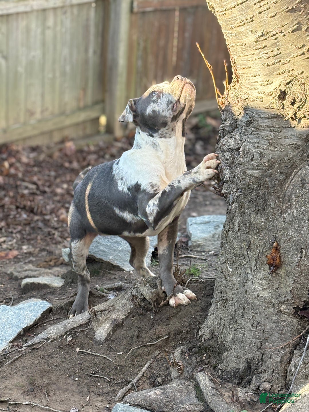 American Bully dogs for sale: Hope - Ad 2