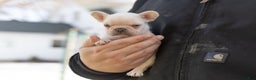 French Bulldog dogs for sale: Dolly - Ad 4