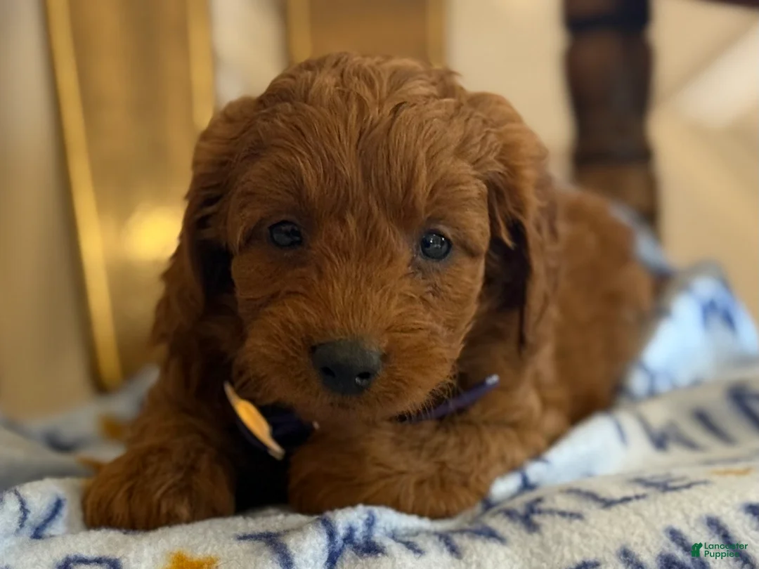 Cavapoo dogs for sale: Fiana - Ad 8