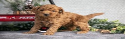 Mini Goldendoodle dogs for sale: Vincent - Ad 2