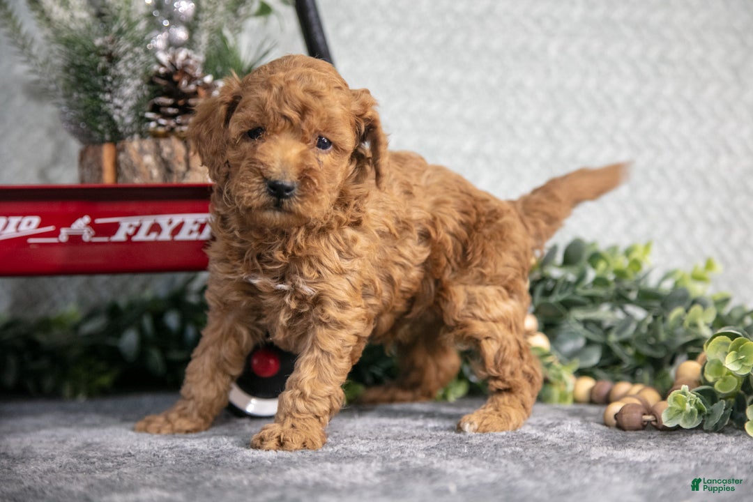 Mini Goldendoodle dogs for sale: Vincent - Ad 2