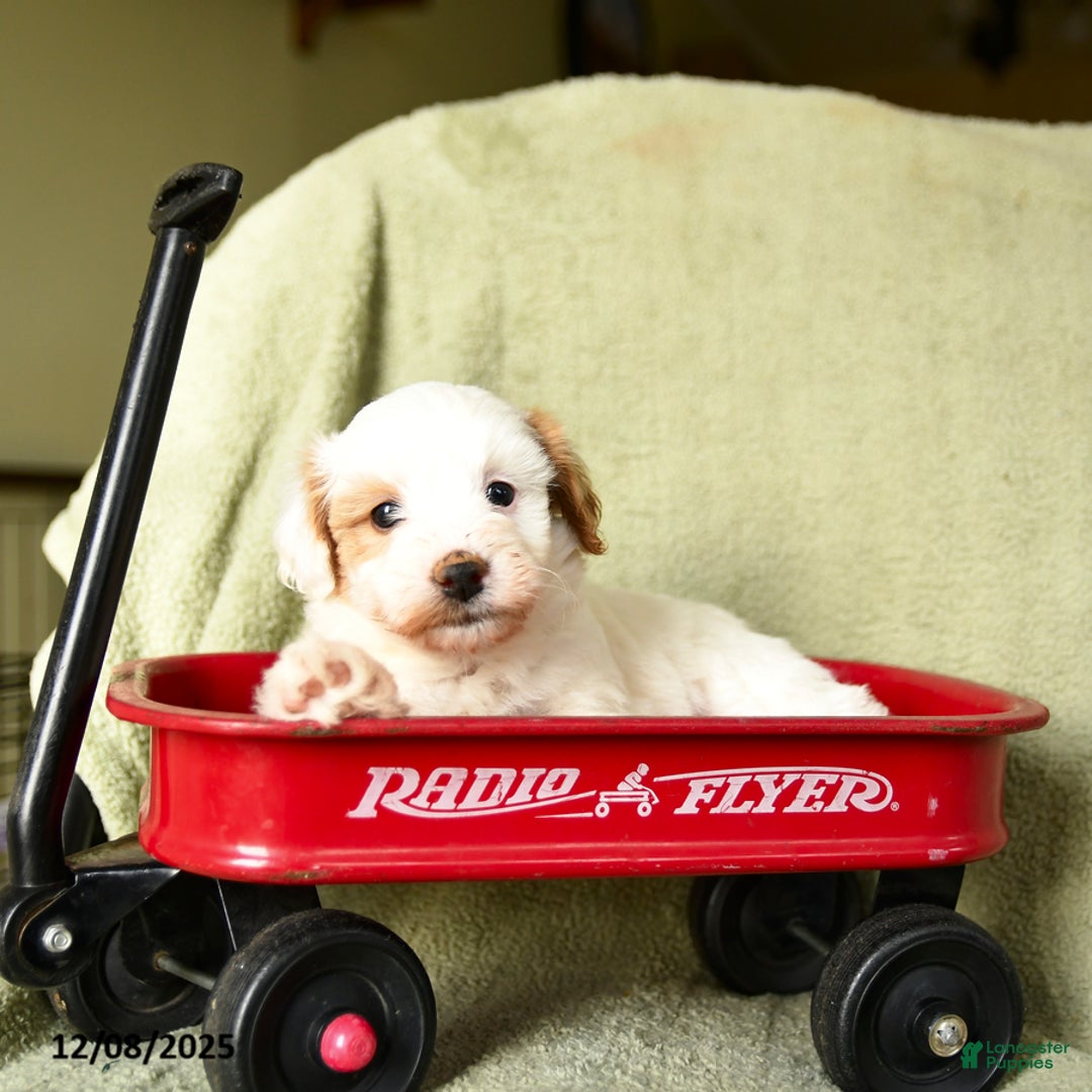 Havapoo dogs for sale: Lancelot - Ad 4