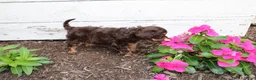 Cavapoo dogs for sale: Forrest - Ad 12