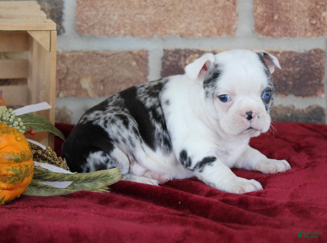 Mixed Breed dogs for sale: Finley - Ad 5