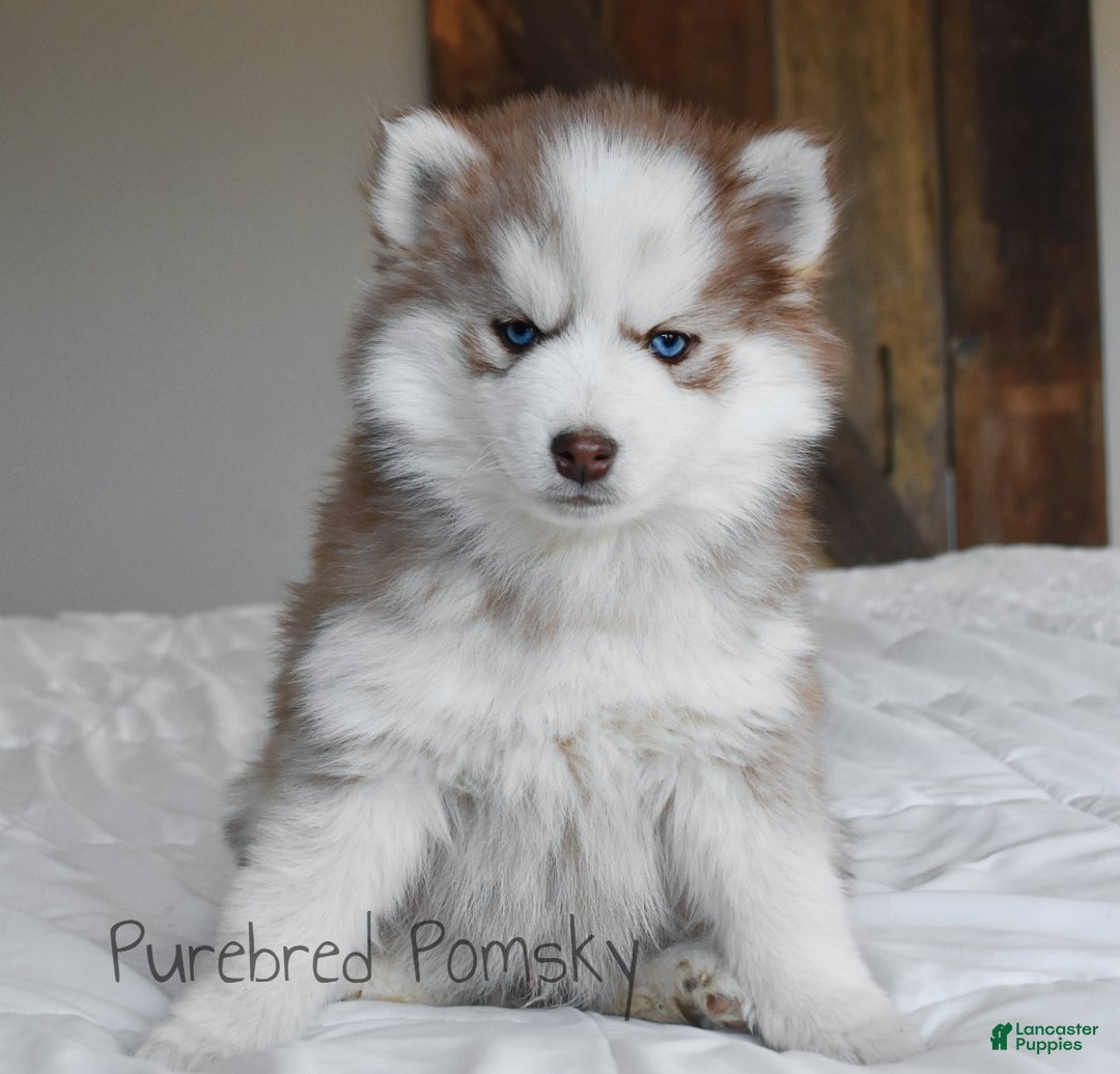 Pomsky dogs for sale: Winston - Ad 4