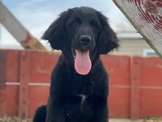 Mixed Breed dogs Bear - Ad 26