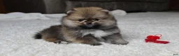 Pomeranian dogs for sale: Teacup Poseidon - Ad 4