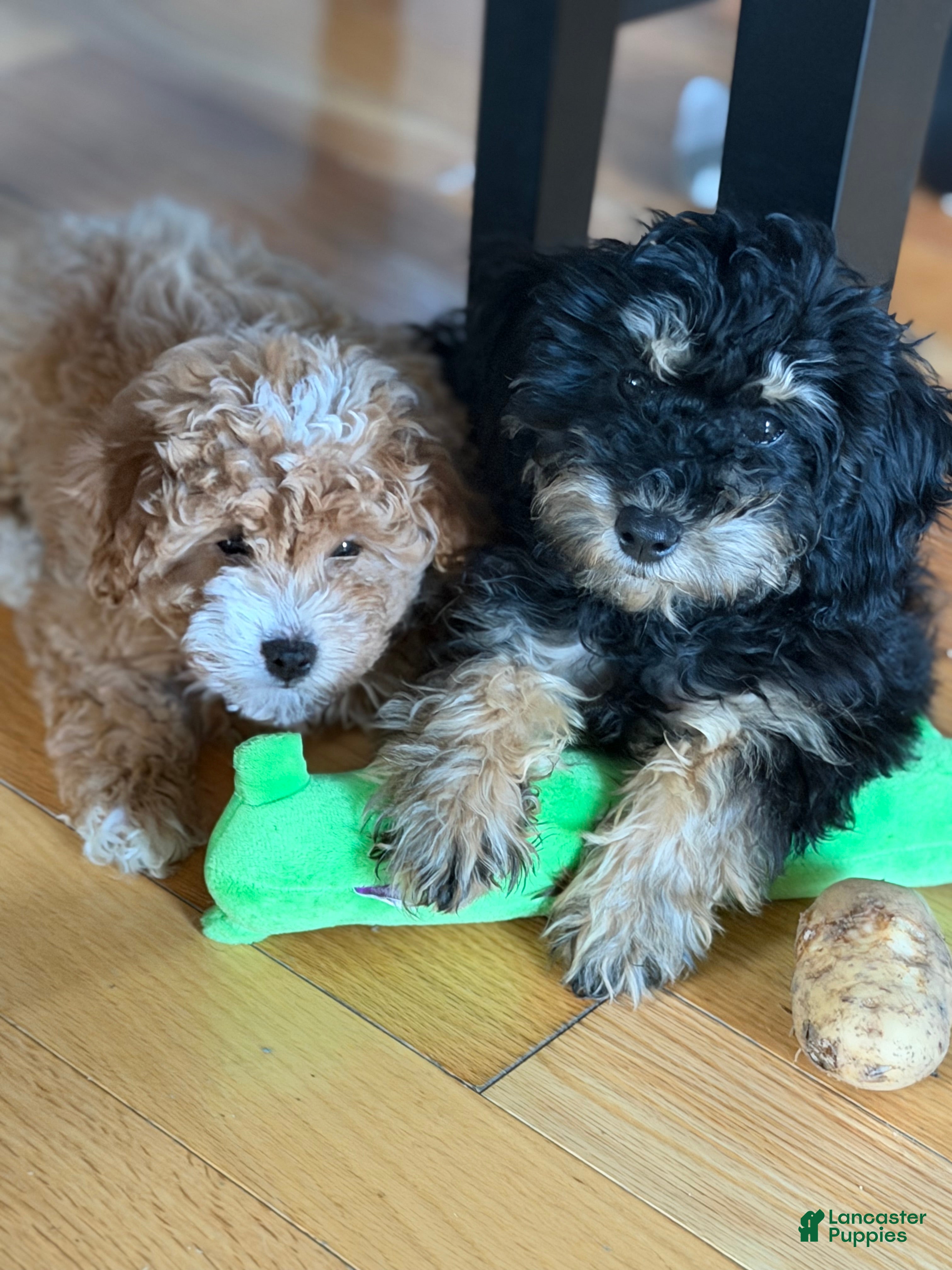 Toy Poodle dogs for sale: Toy Poodle 1 - Ad 2