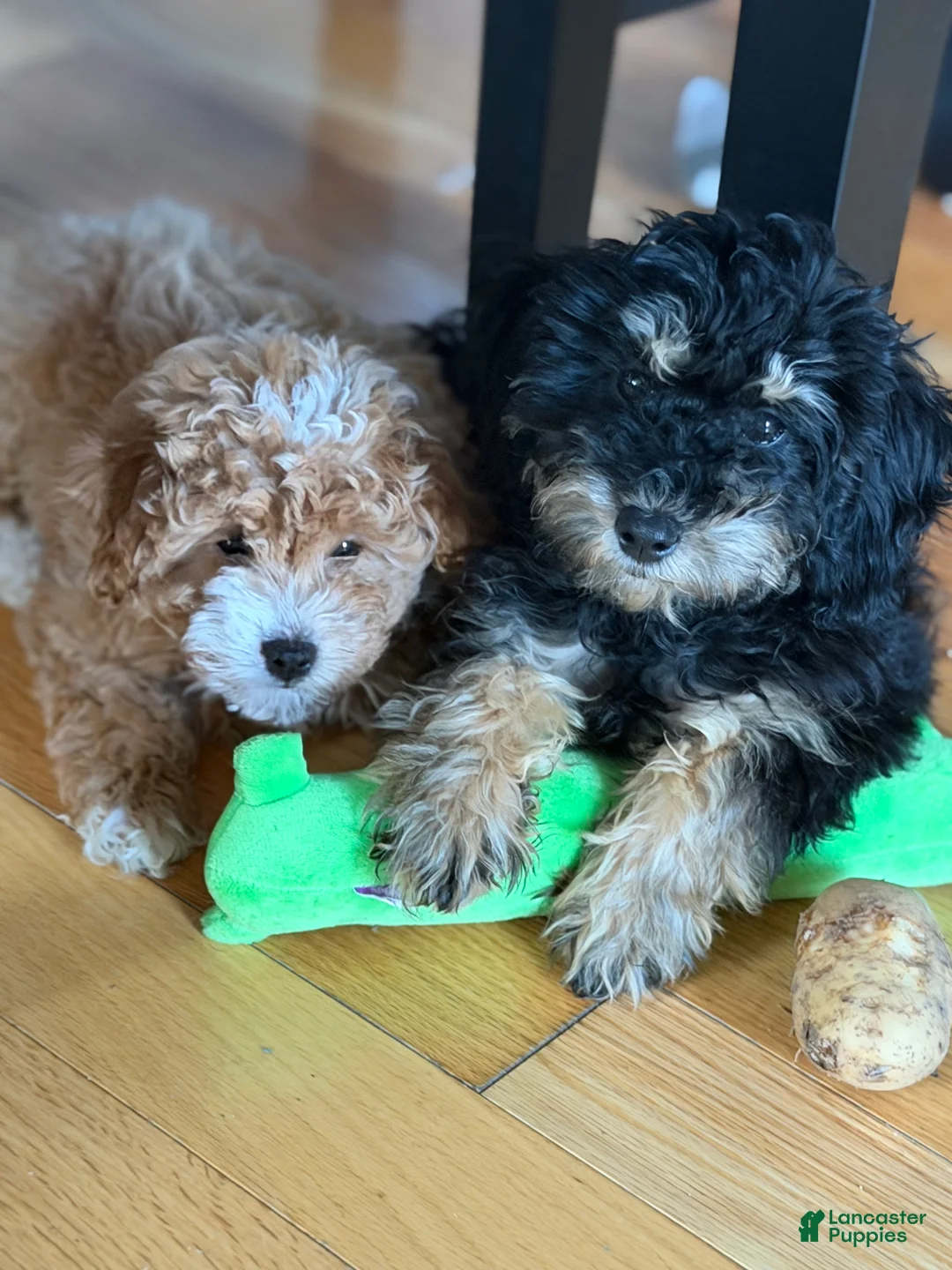 Toy Poodle dogs for sale: Toy Poodle 1 - Ad 1