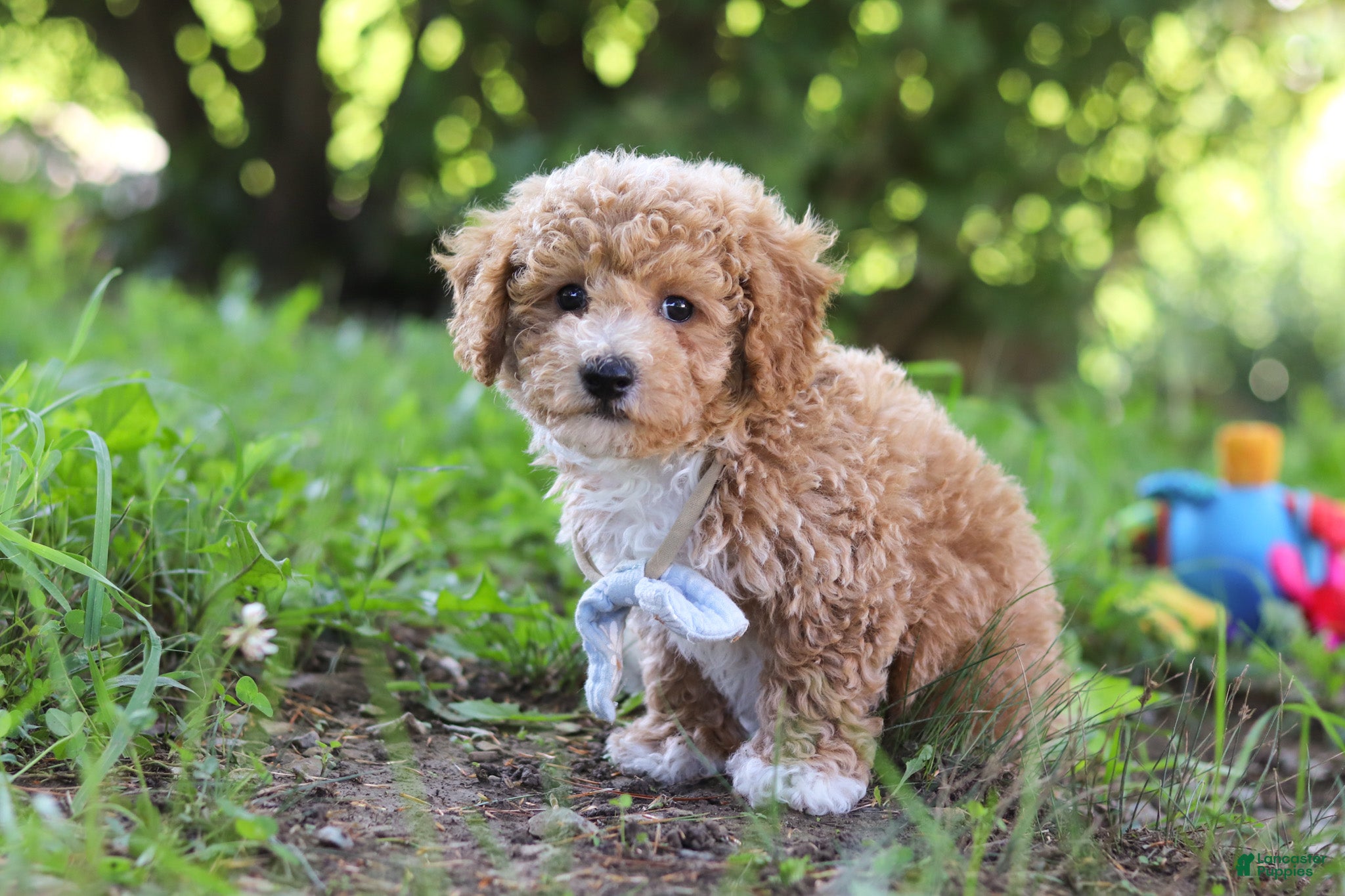 Bichpoo dogs Rusty - Ad 1