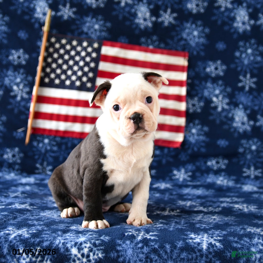 Boston Terrier dogs for sale: Rebel - Ad 2
