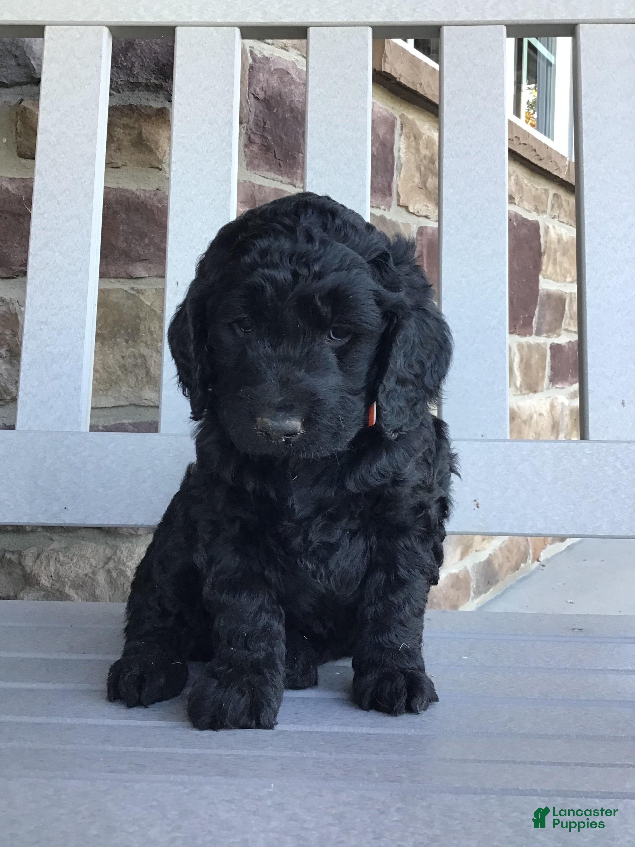 Goldendoodle dogs Dandy - Ad 1