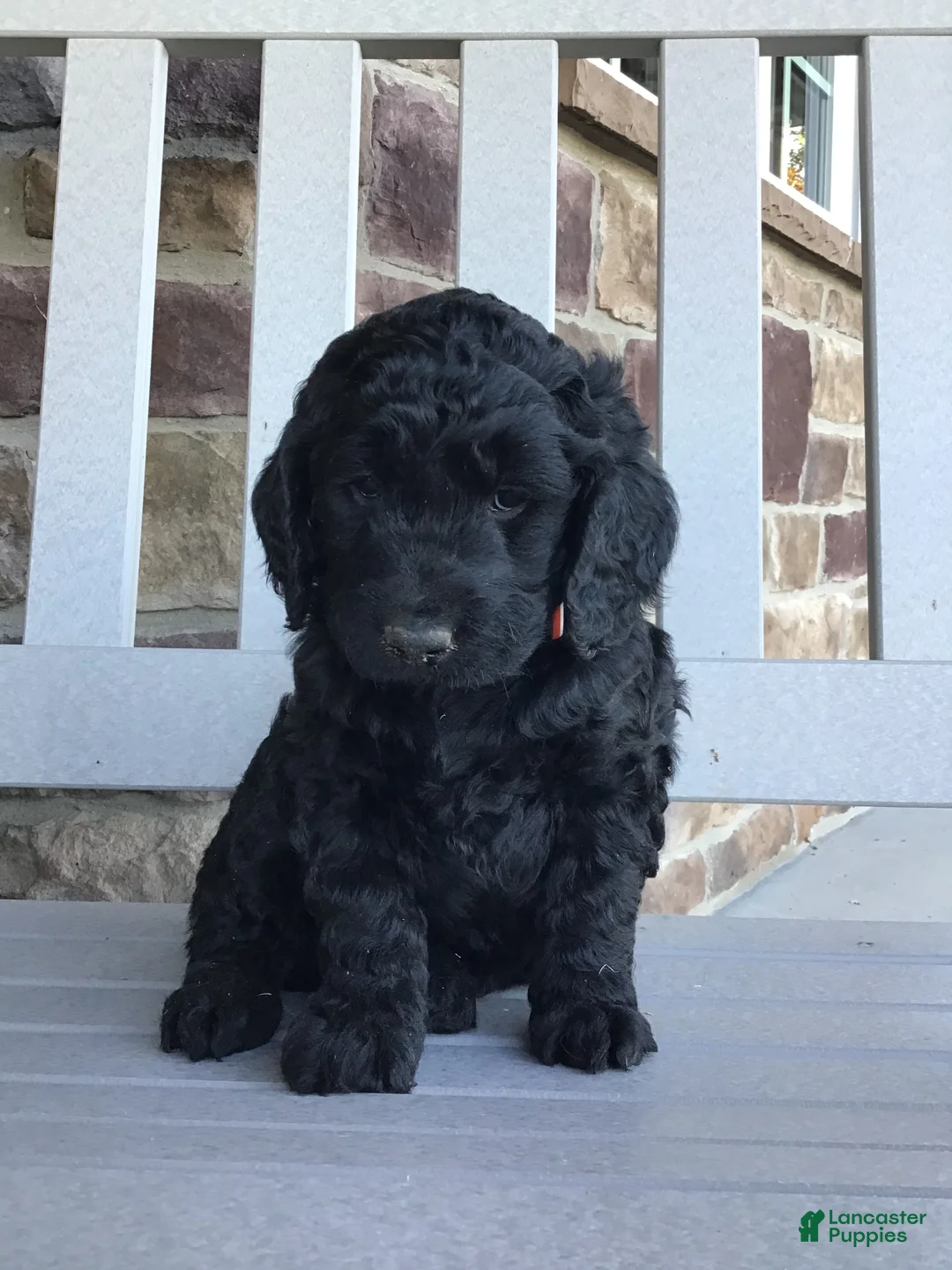 Goldendoodle dogs for sale: Dandy - Ad 1