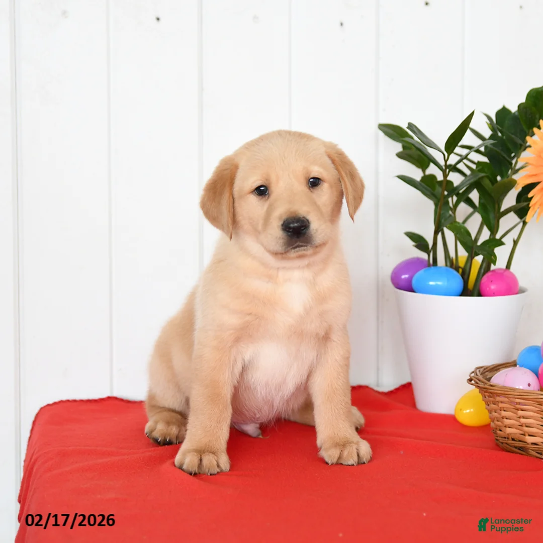 Goldador dogs for sale: Koda - Ad 5