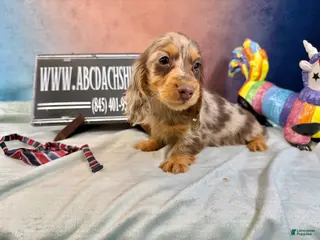 Dachshund dogs Uno chocolate dapple boy - Ad 27