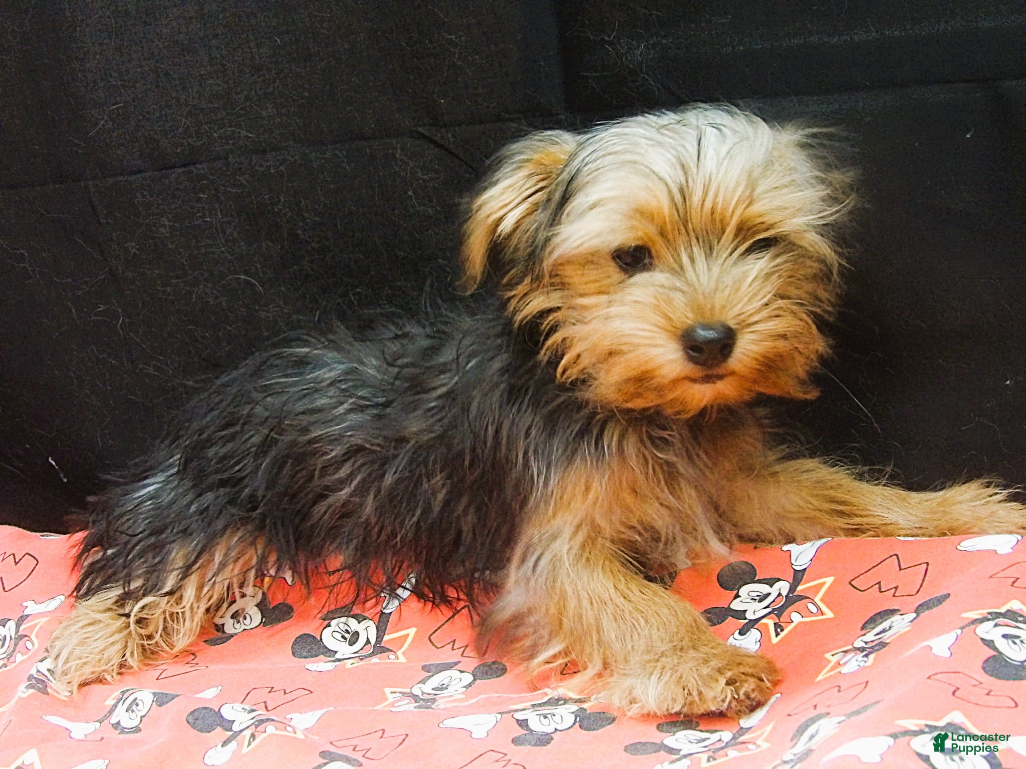 Yorkshire Terrier dogs for sale: Yorkshire Terrier 1 - Ad 9