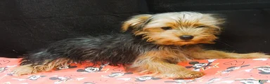 Yorkshire Terrier 1