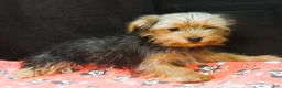 Yorkshire Terrier dogs for sale: Yorkshire Terrier 1 - Ad 1