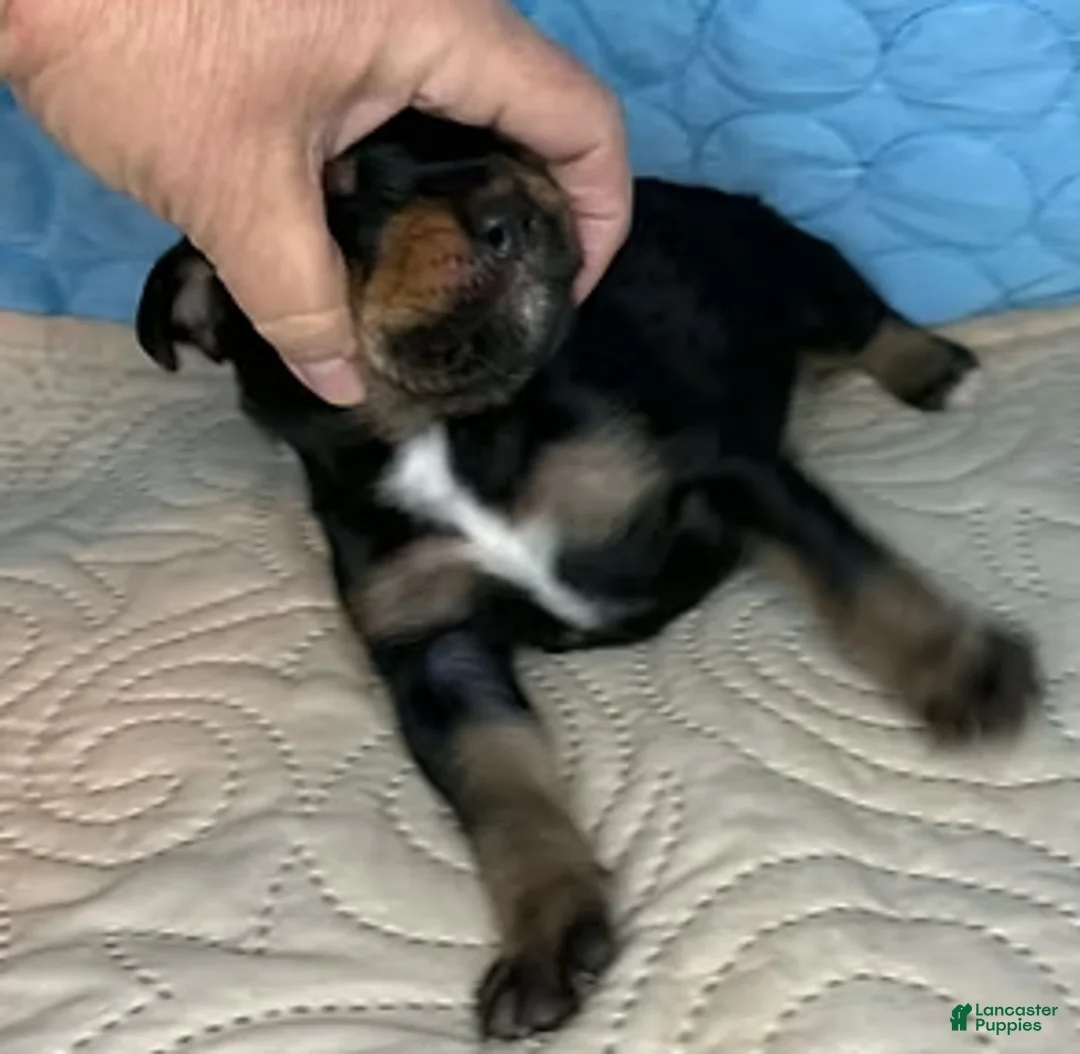 Mixed Breed dogs for sale: Charlie - Ad 3