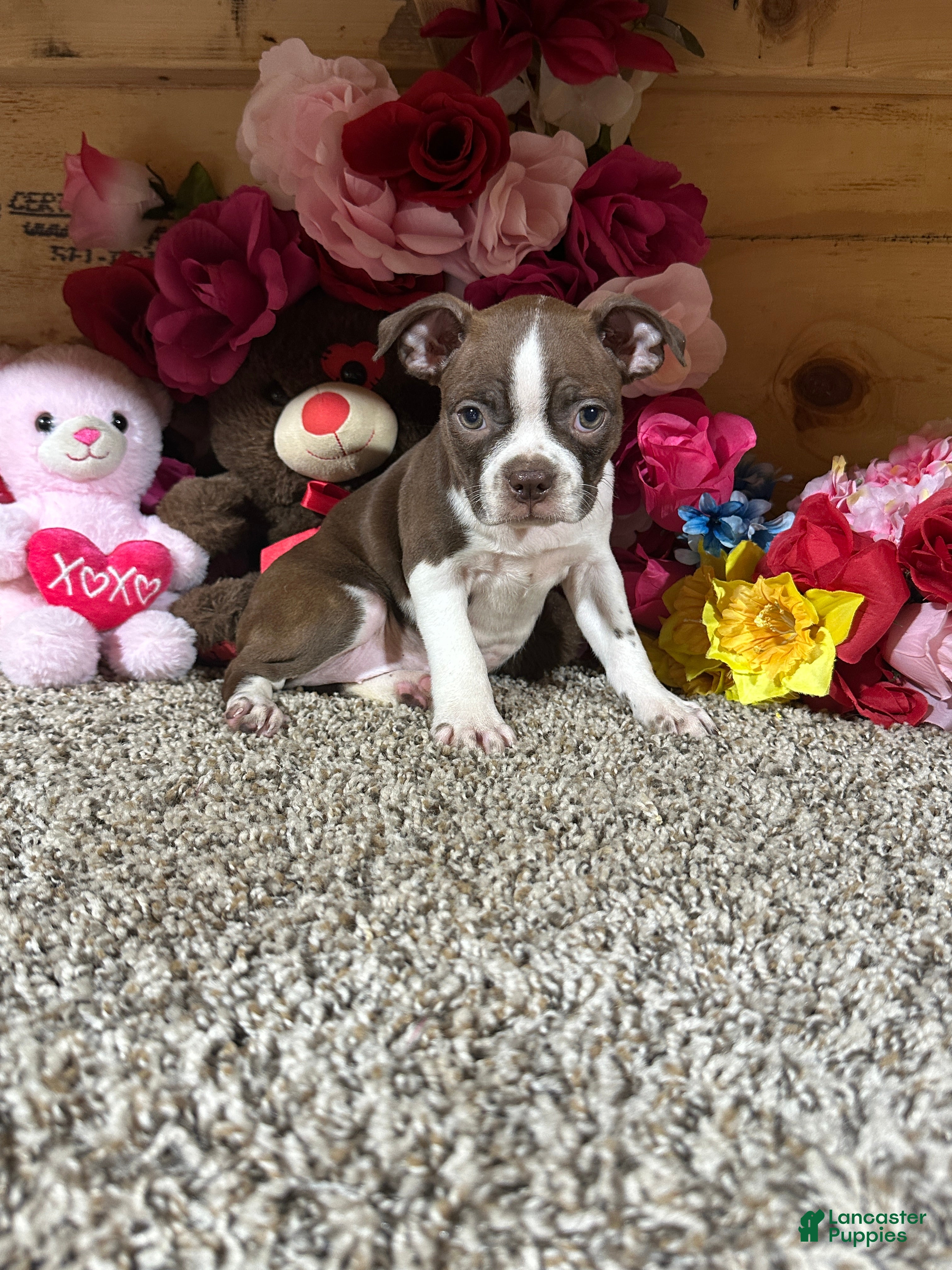 Boston Terrier dogs Boston Terrier 3 - Ad 2