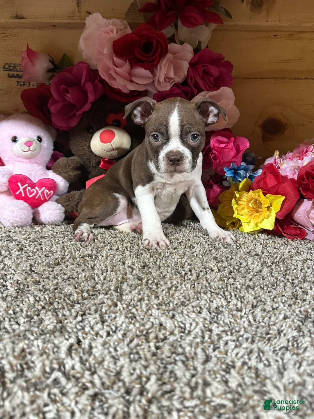 Boston Terrier dogs for sale: Boston Terrier 3 - Ad 2