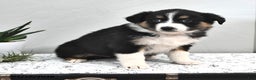 Australian Shepherd dogs for sale: Jenny - Ad 4