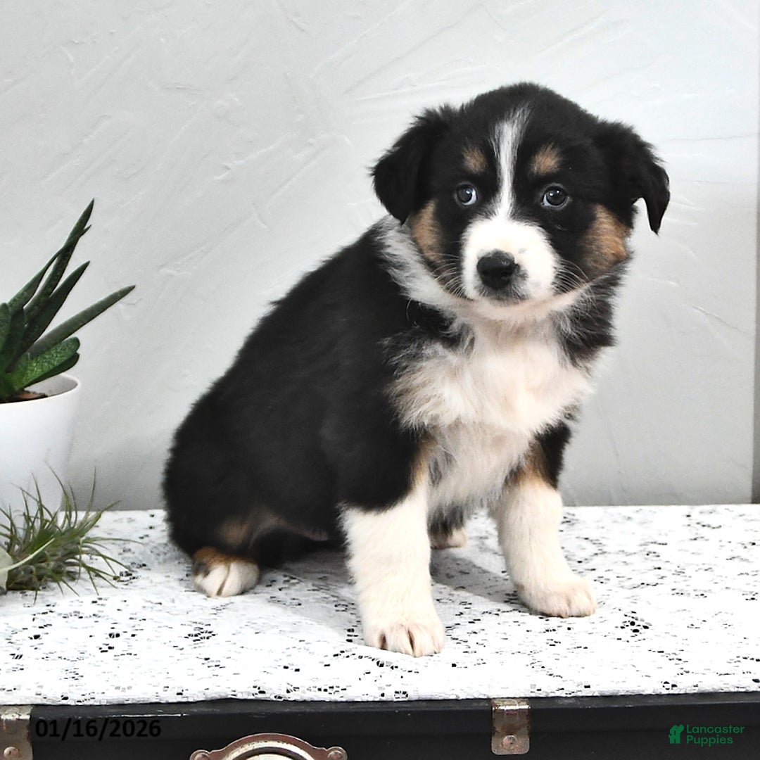 Australian Shepherd dogs for sale: Jenny - Ad 4