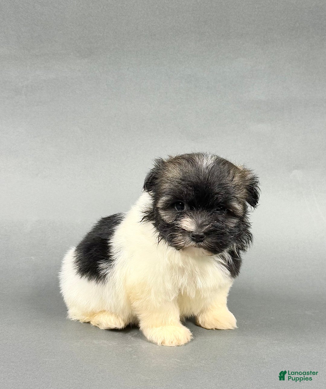 Havanese dogs for sale: TREVOR - Ad 2