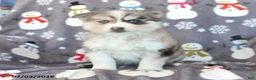 Pomsky dogs for sale: Bennet - Ad 4