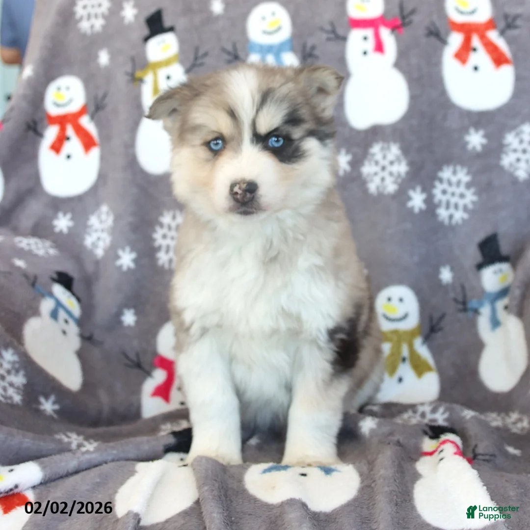 Pomsky dogs for sale: Bennet - Ad 4