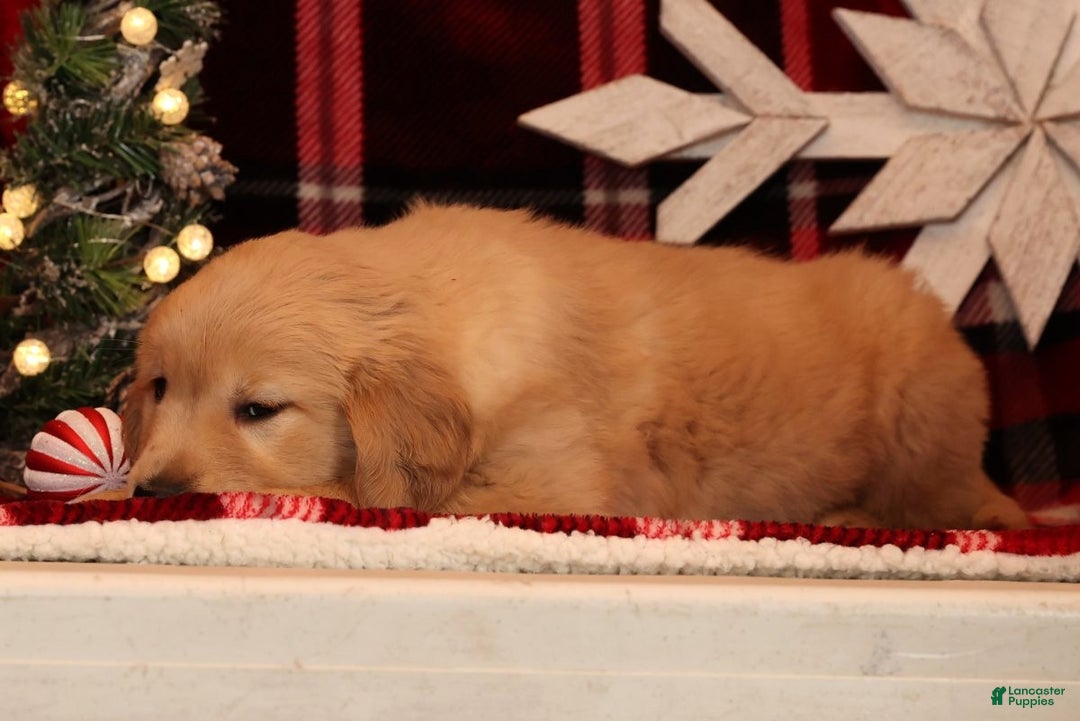 Golden Retriever dogs for sale: Crystal - Ad 7