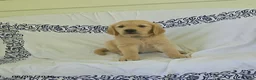 Golden Retriever dogs for sale: Bear - Ad 3