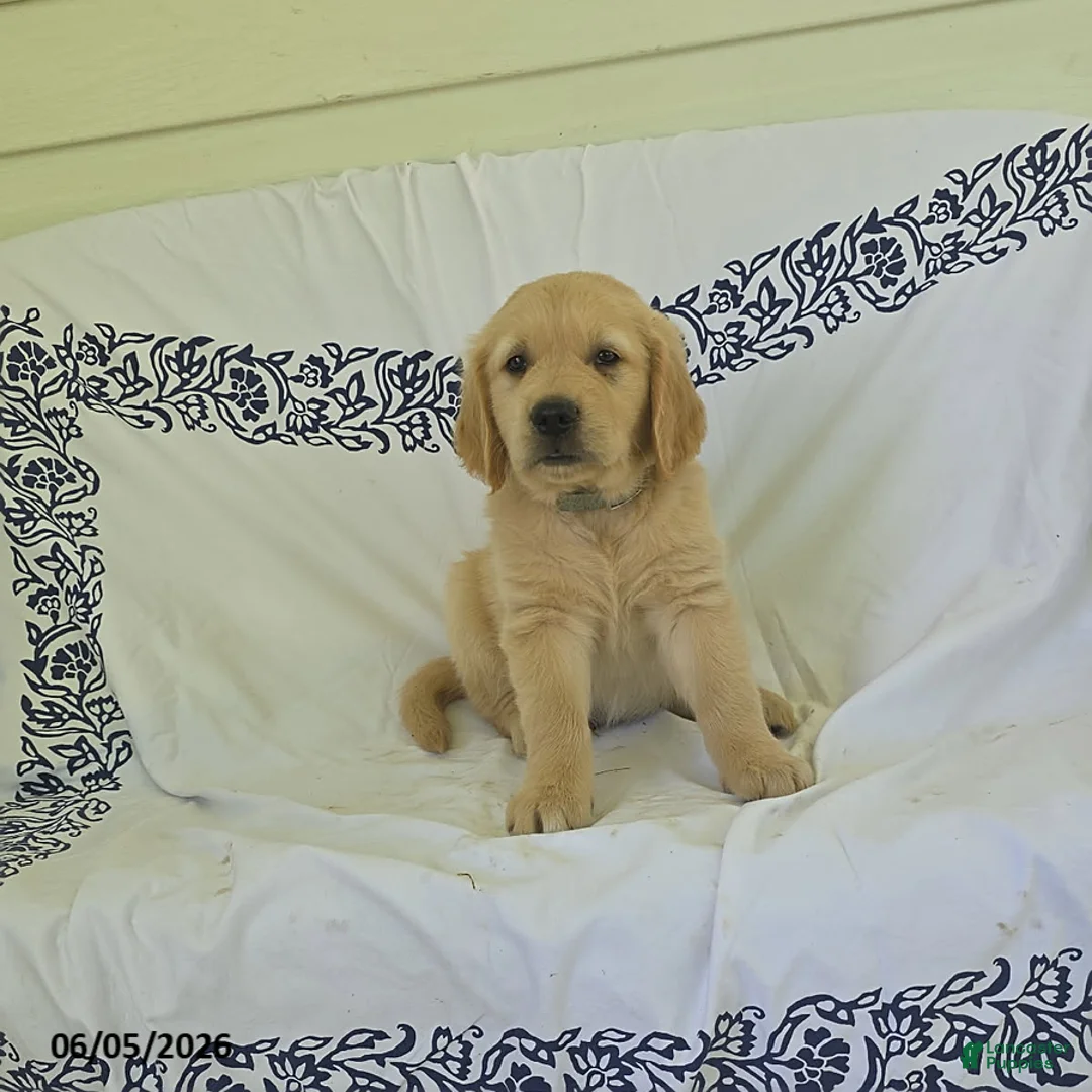 Golden Retriever dogs for sale: Bear - Ad 3