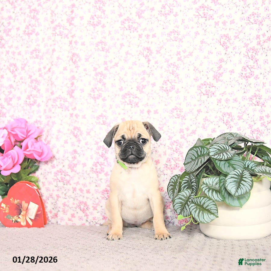 Pug dogs Larine - Ad 5