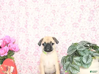 Pug dogs Larine - Ad 5