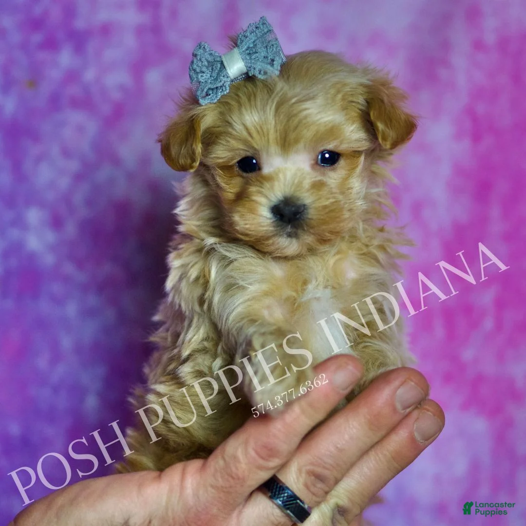 Maltipoo dogs for sale: Tiny Tinker - Ad 1