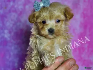 Maltipoo dogs Tiny Tinker - Ad 3