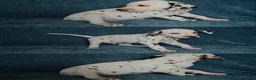 Dalmatian dogs for sale: Copper - Ad 2