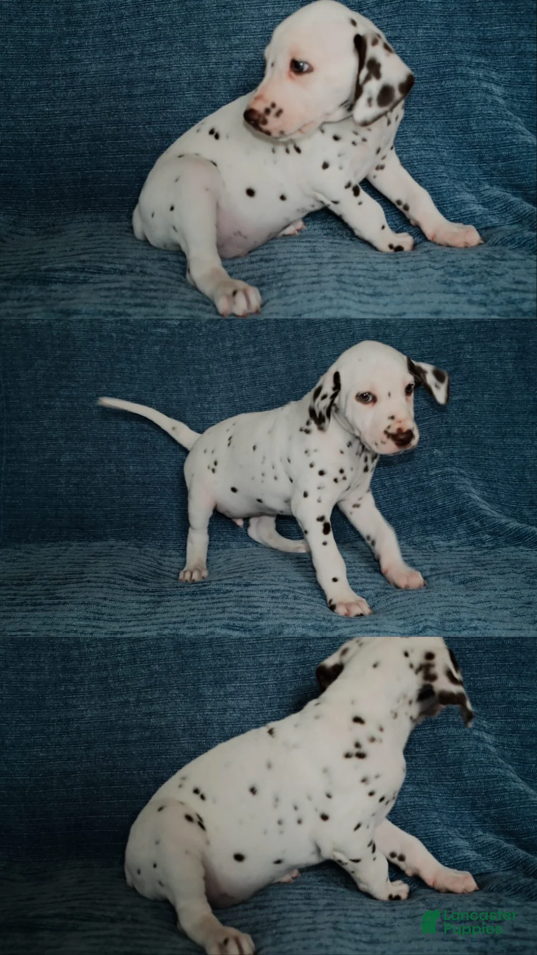 Dalmatian dogs for sale: Copper - Ad 2